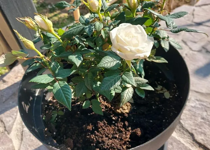 Roma Daire Portorož